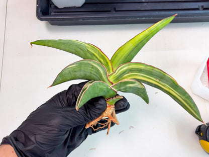 Sansevieria Robusta Var (r) | Rare imported