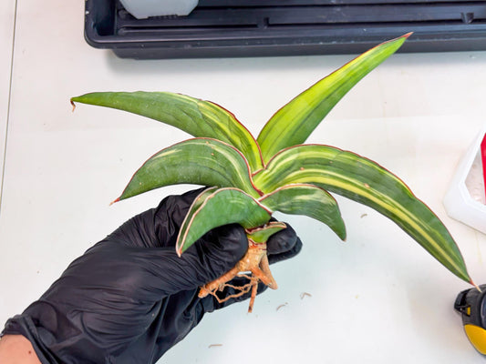 Sansevieria Robusta Var (r) | Rare imported