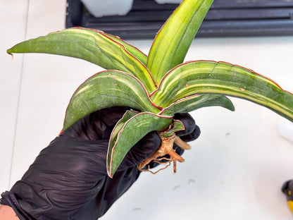 Sansevieria Robusta Var (r) | Rare imported