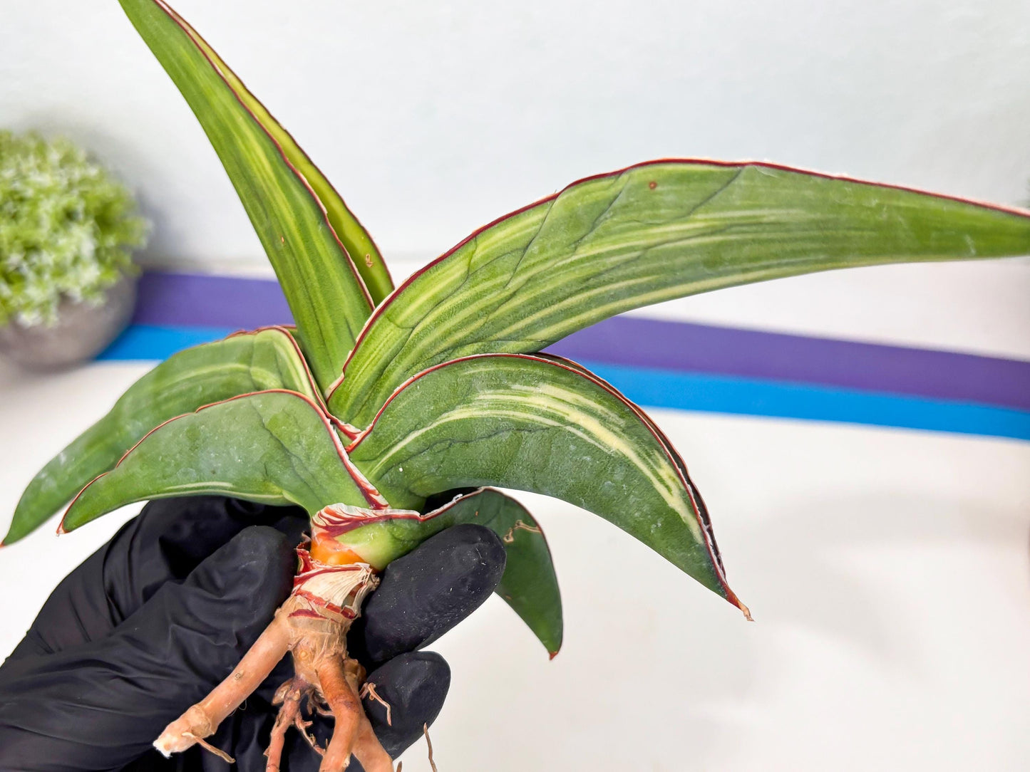 Sansevieria Robusta Var (r) | Rare imported