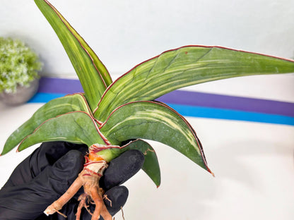 Sansevieria Robusta Var (r) | Rare imported
