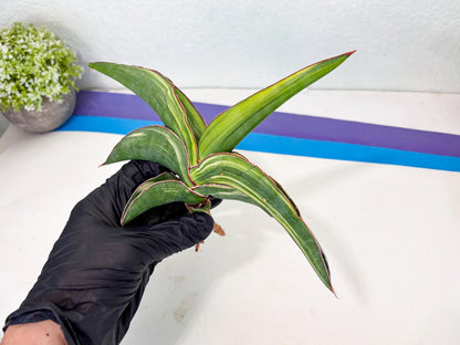 Sansevieria Robusta Var (r) | Rare imported