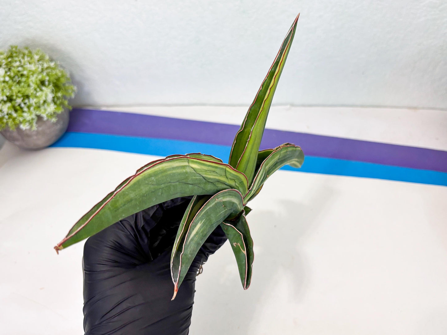Sansevieria Robusta Var (r) | Rare imported