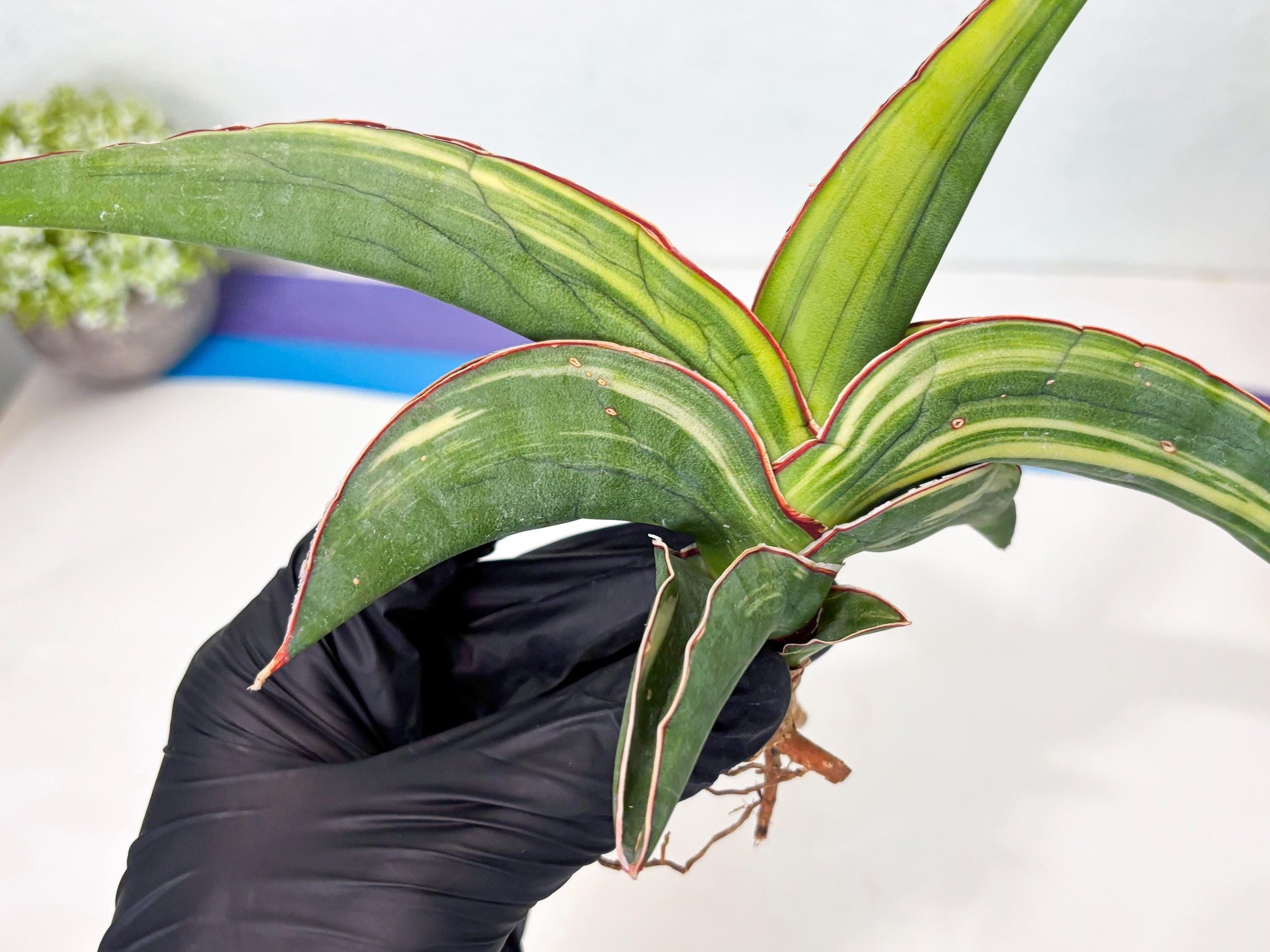 Sansevieria Robusta Var (r) | Rare imported