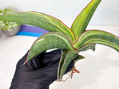Sansevieria Robusta Var (r) | Rare imported