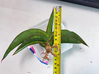 Sansevieria Robusta Var (pb) | Rare imported