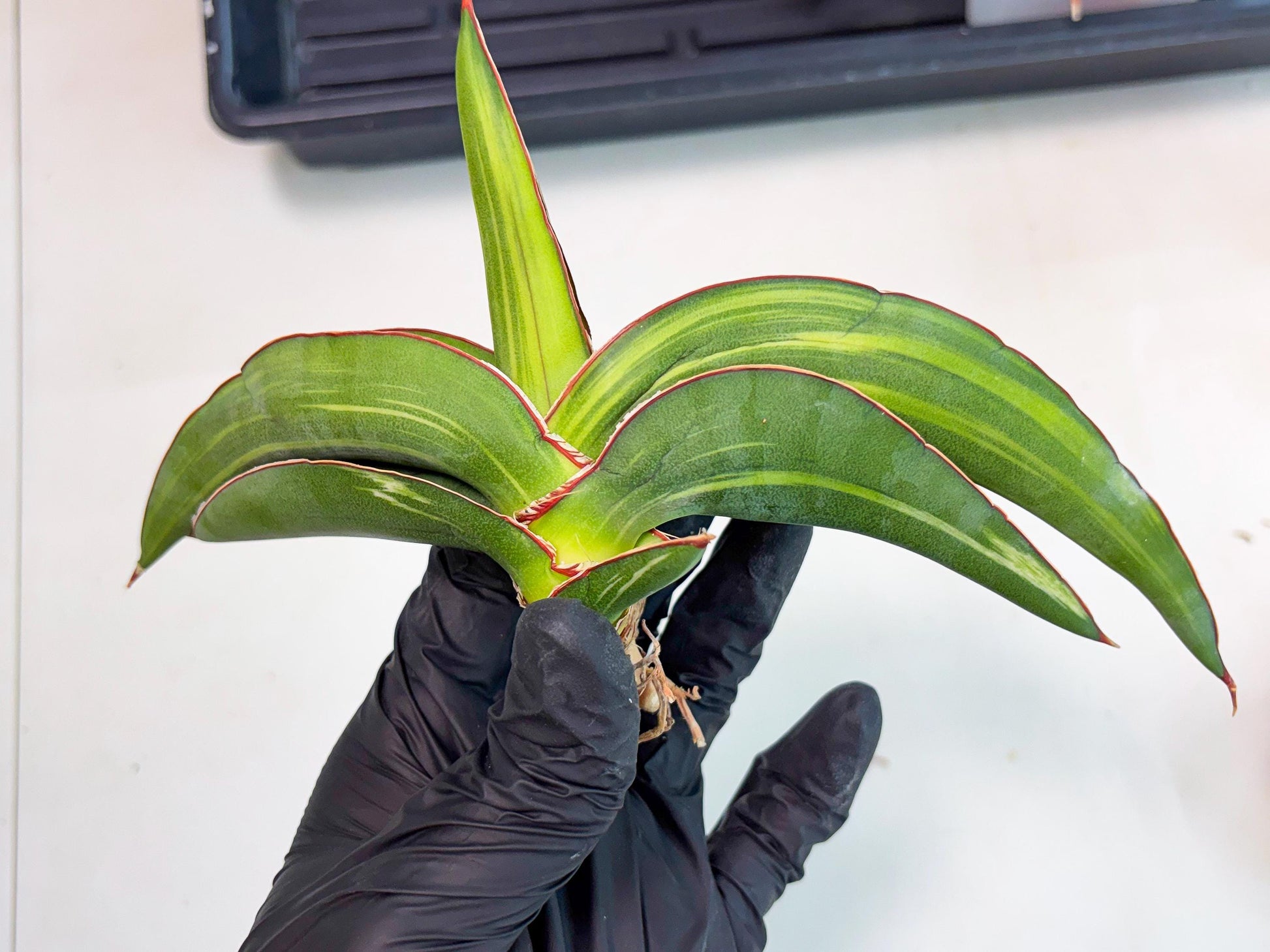 Sansevieria Robusta Var (pb) | Rare imported