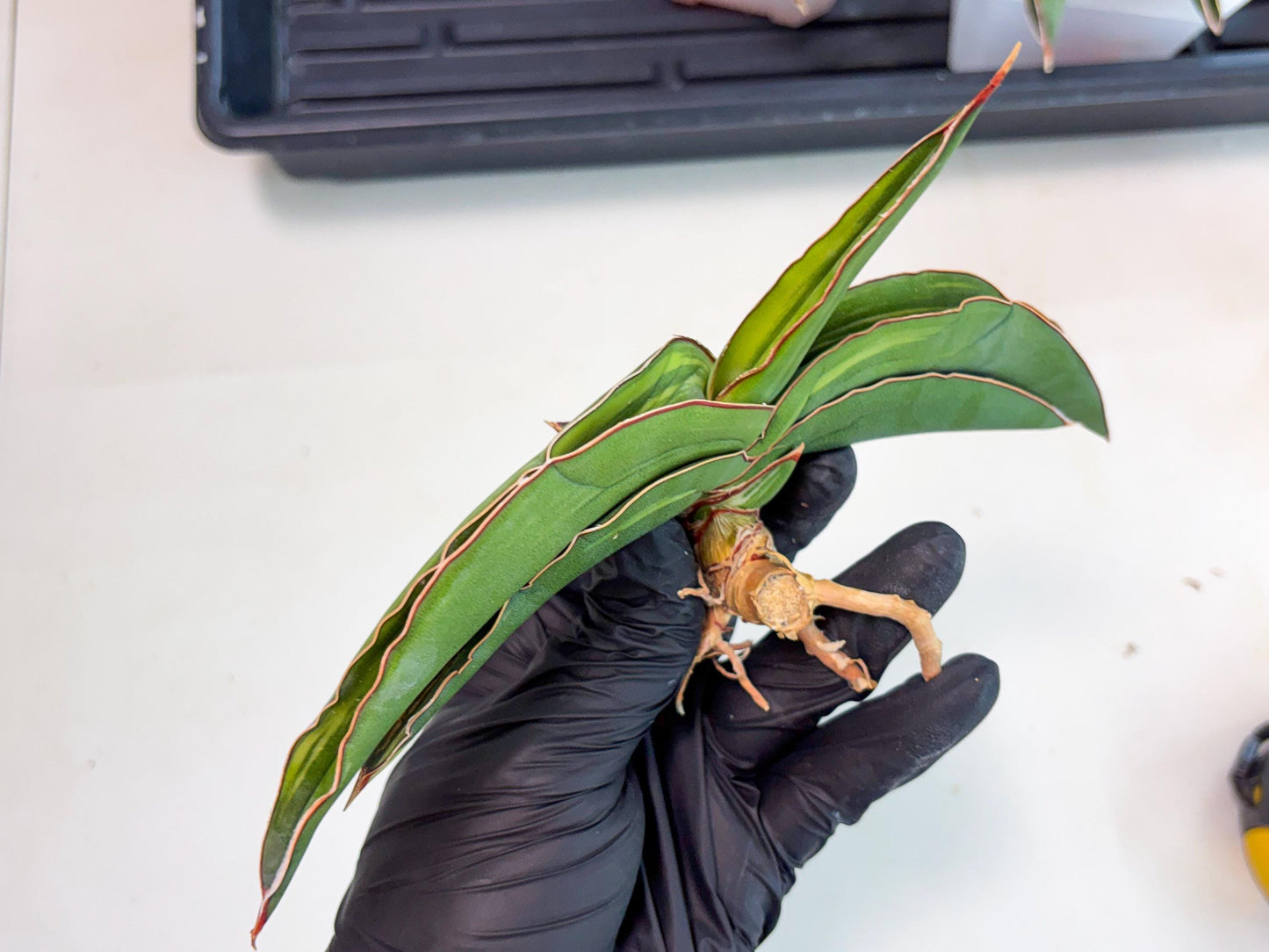 Sansevieria Robusta Var (pb) | Rare imported
