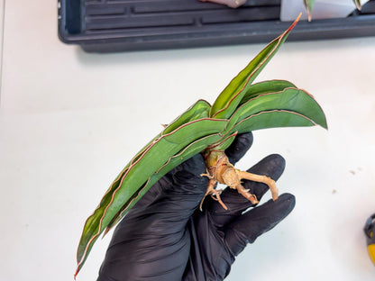 Sansevieria Robusta Var (pb) | Rare imported