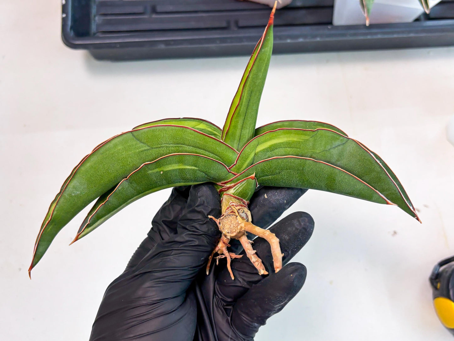 Sansevieria Robusta Var (pb) | Rare imported