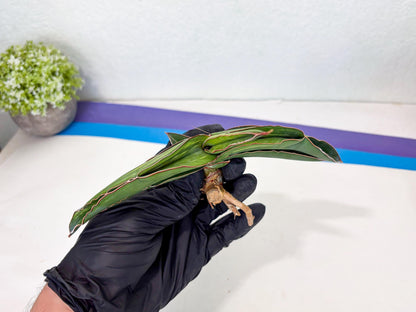 Sansevieria Robusta Var (pb) | Rare imported