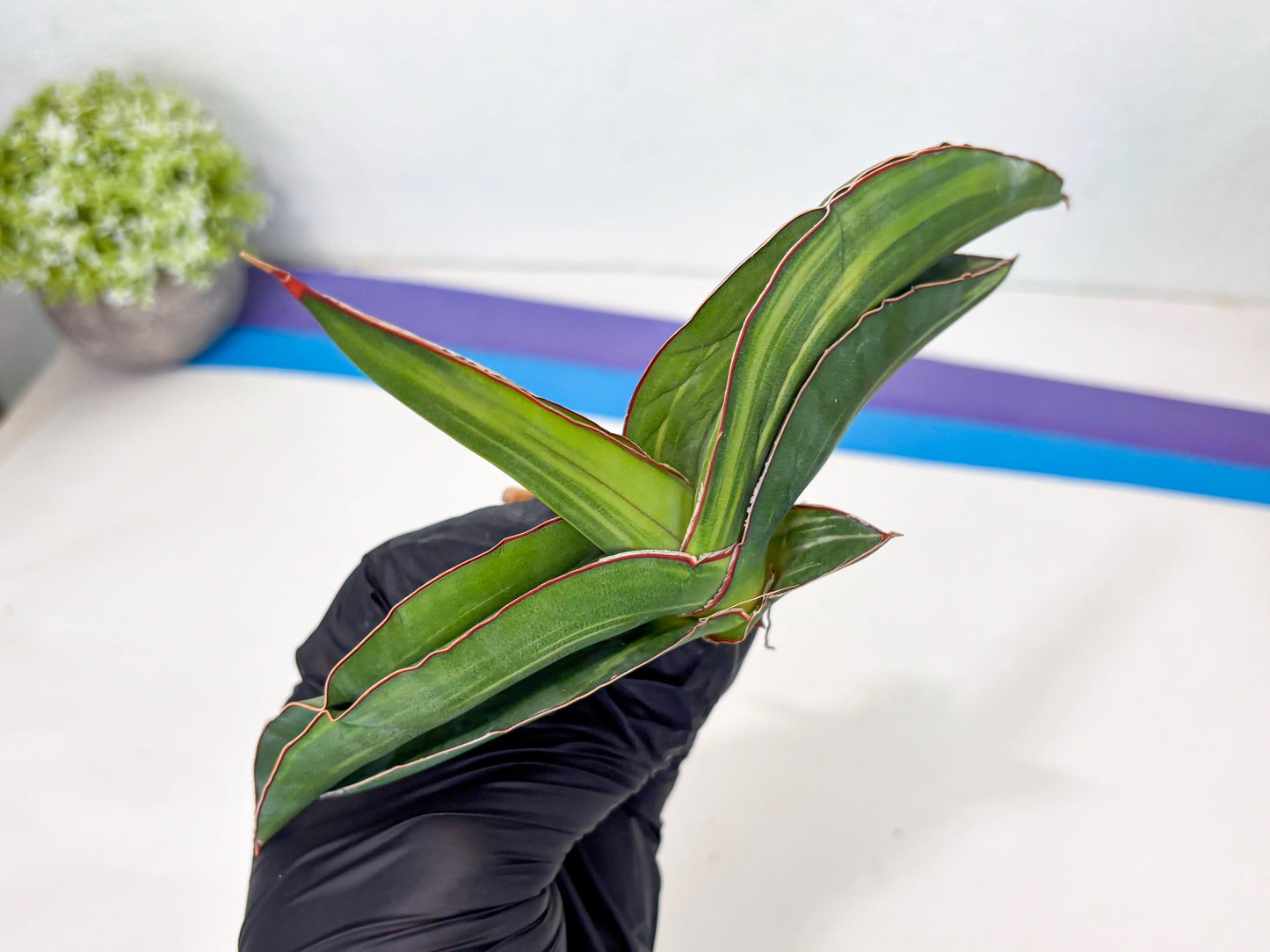Sansevieria Robusta Var (pb) | Rare imported