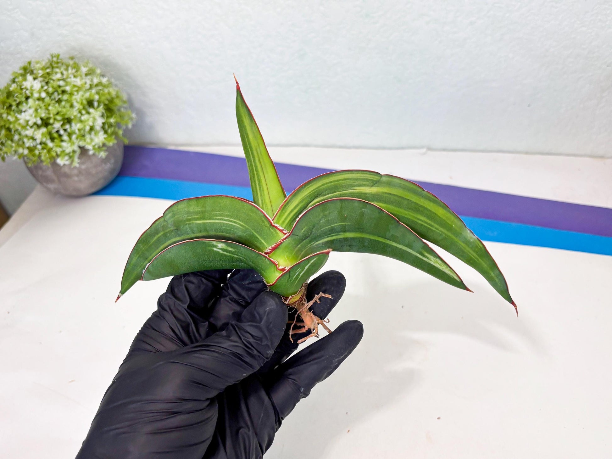 Sansevieria Robusta Var (pb) | Rare imported