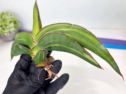 Sansevieria Robusta Var (pb) | Rare imported