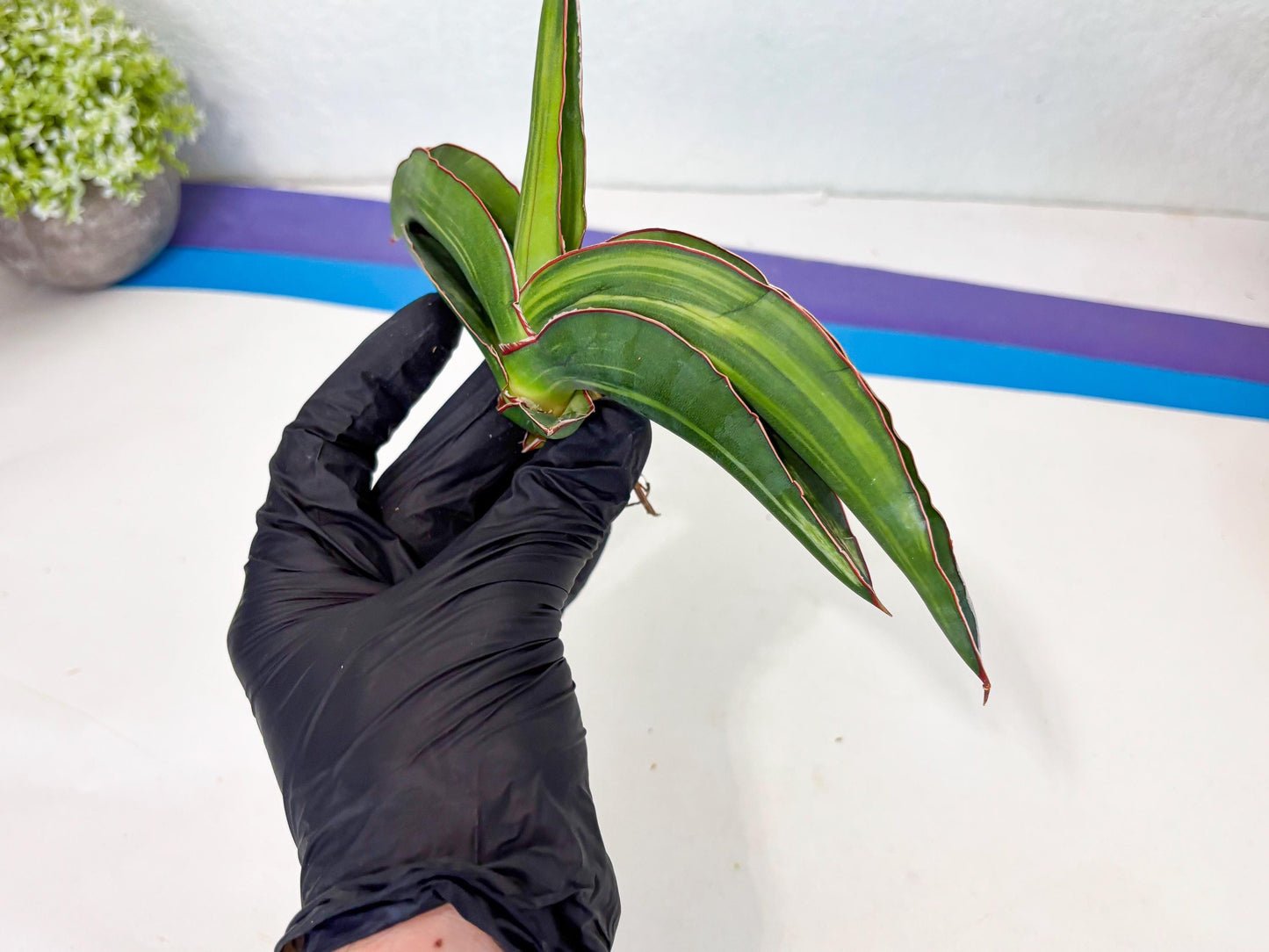 Sansevieria Robusta Var (pb) | Rare imported