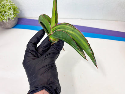 Sansevieria Robusta Var (pb) | Rare imported