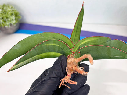 Sansevieria Robusta Var (pb) | Rare imported