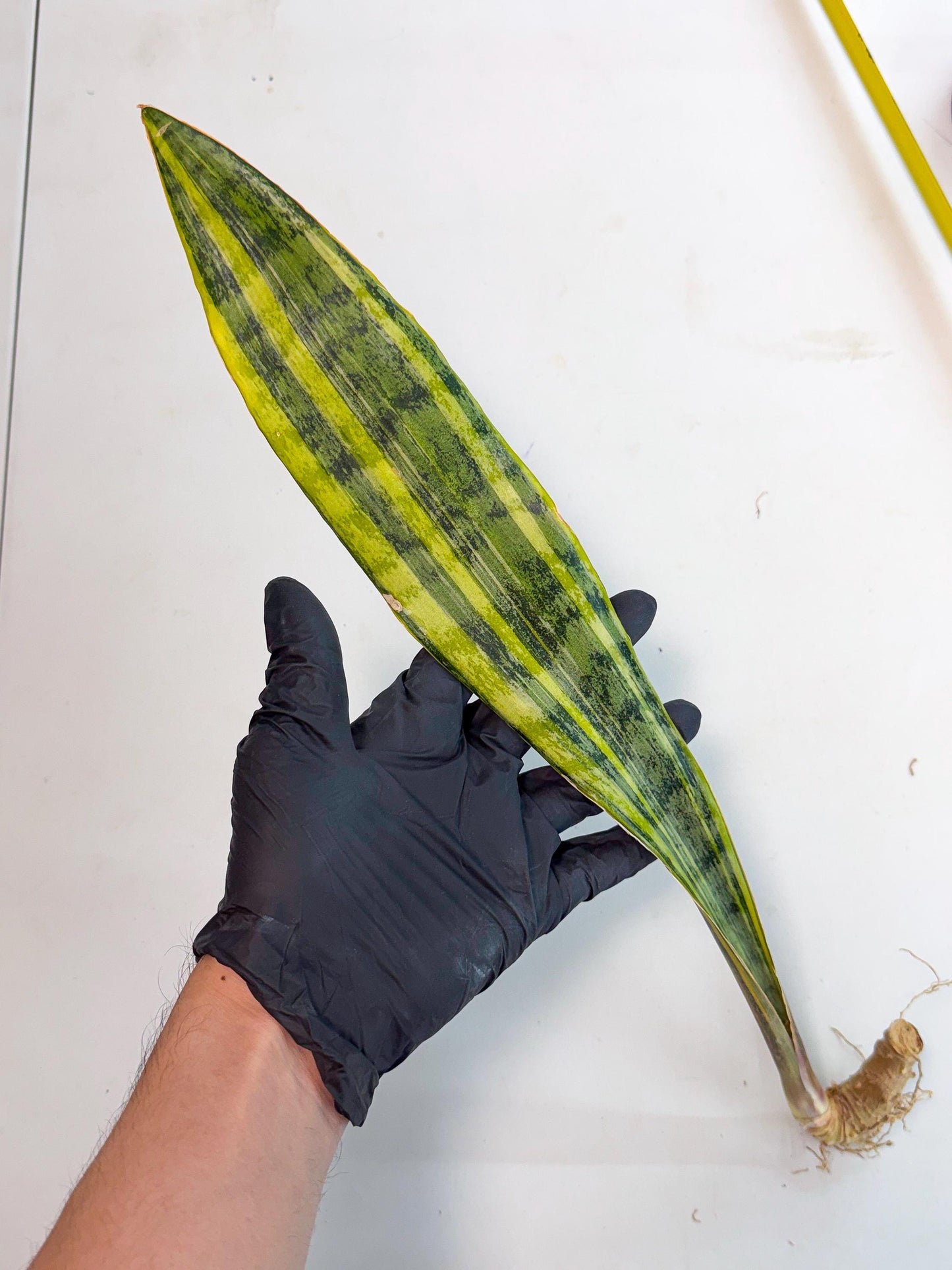 Sansevieria Aubrytiana Var (13) | Only For Advance Grower