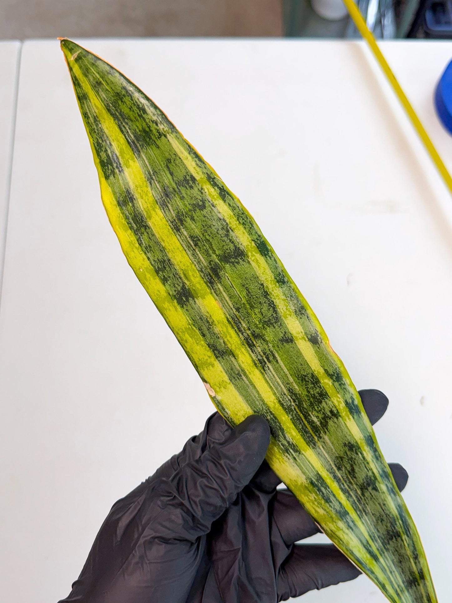 Sansevieria Aubrytiana Var (13) | Only For Advance Grower