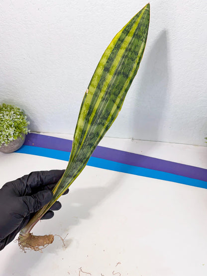 Sansevieria Aubrytiana Var (13) | Only For Advance Grower
