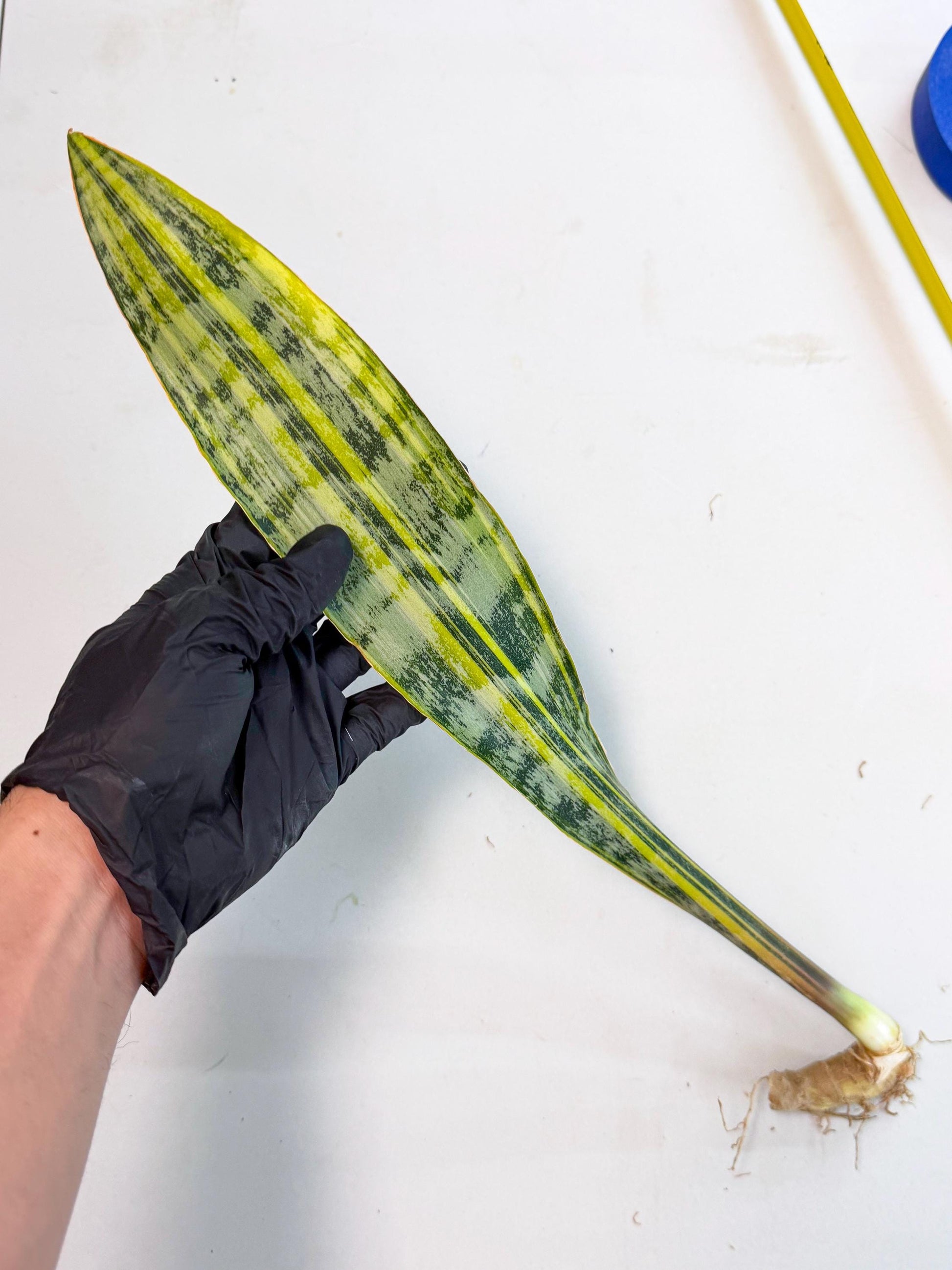 Sansevieria Aubrytiana Var (13) | Only For Advance Grower