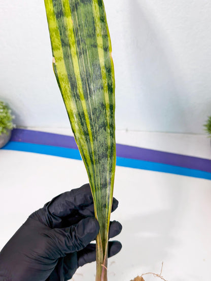 Sansevieria Aubrytiana Var (13) | Only For Advance Grower