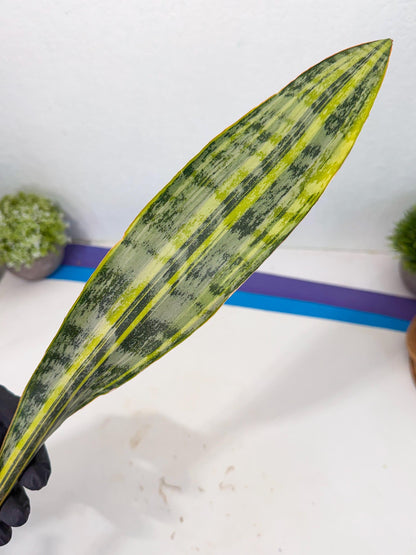 Sansevieria Aubrytiana Var (13) | Only For Advance Grower