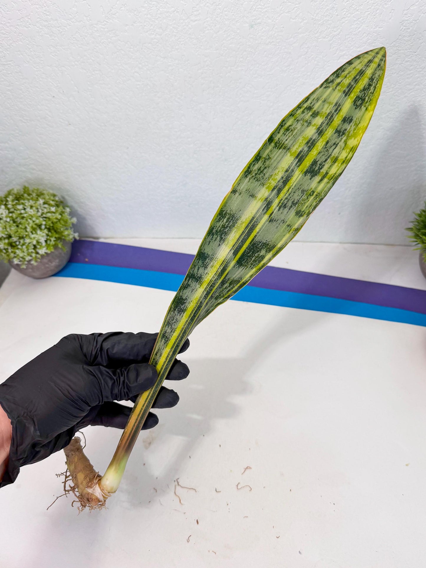 Sansevieria Aubrytiana Var (13) | Only For Advance Grower