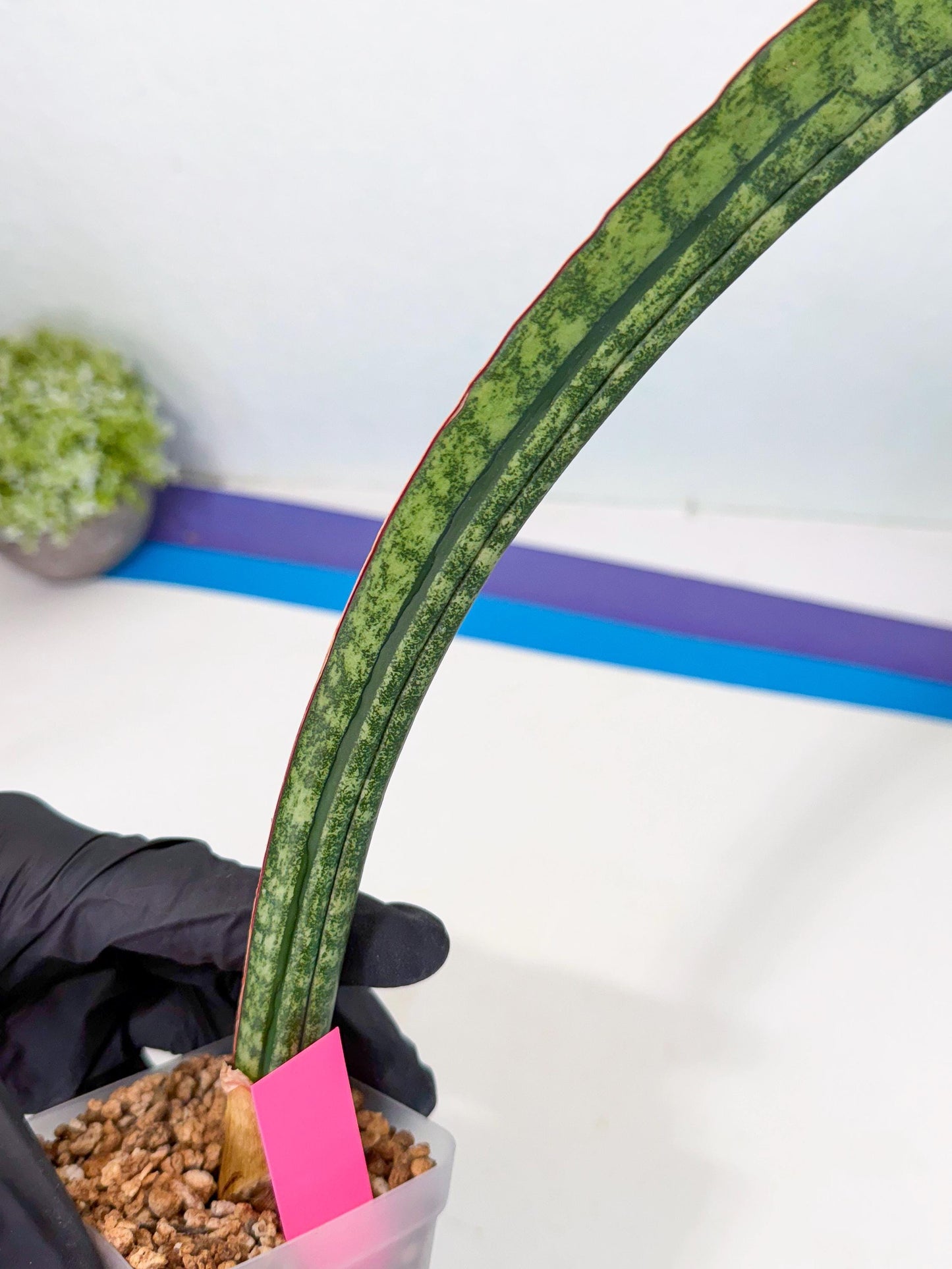 Sansevieria sinus-simiorum CG09 (p) | Imported Plant