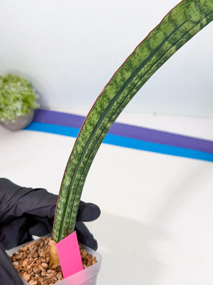 Sansevieria sinus-simiorum CG09 (p) | Imported Plant