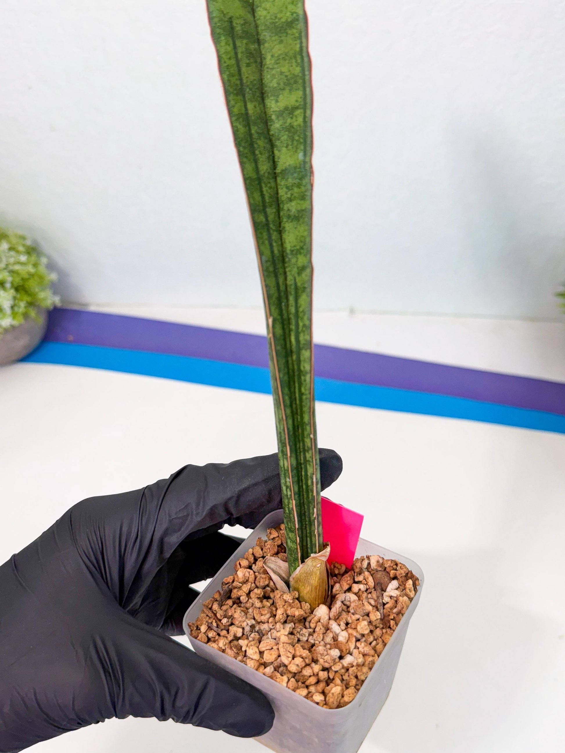 Sansevieria sinus-simiorum CG09 (p) | Imported Plant
