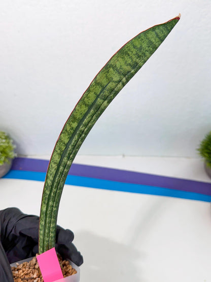 Sansevieria sinus-simiorum CG09 (p) | Imported Plant