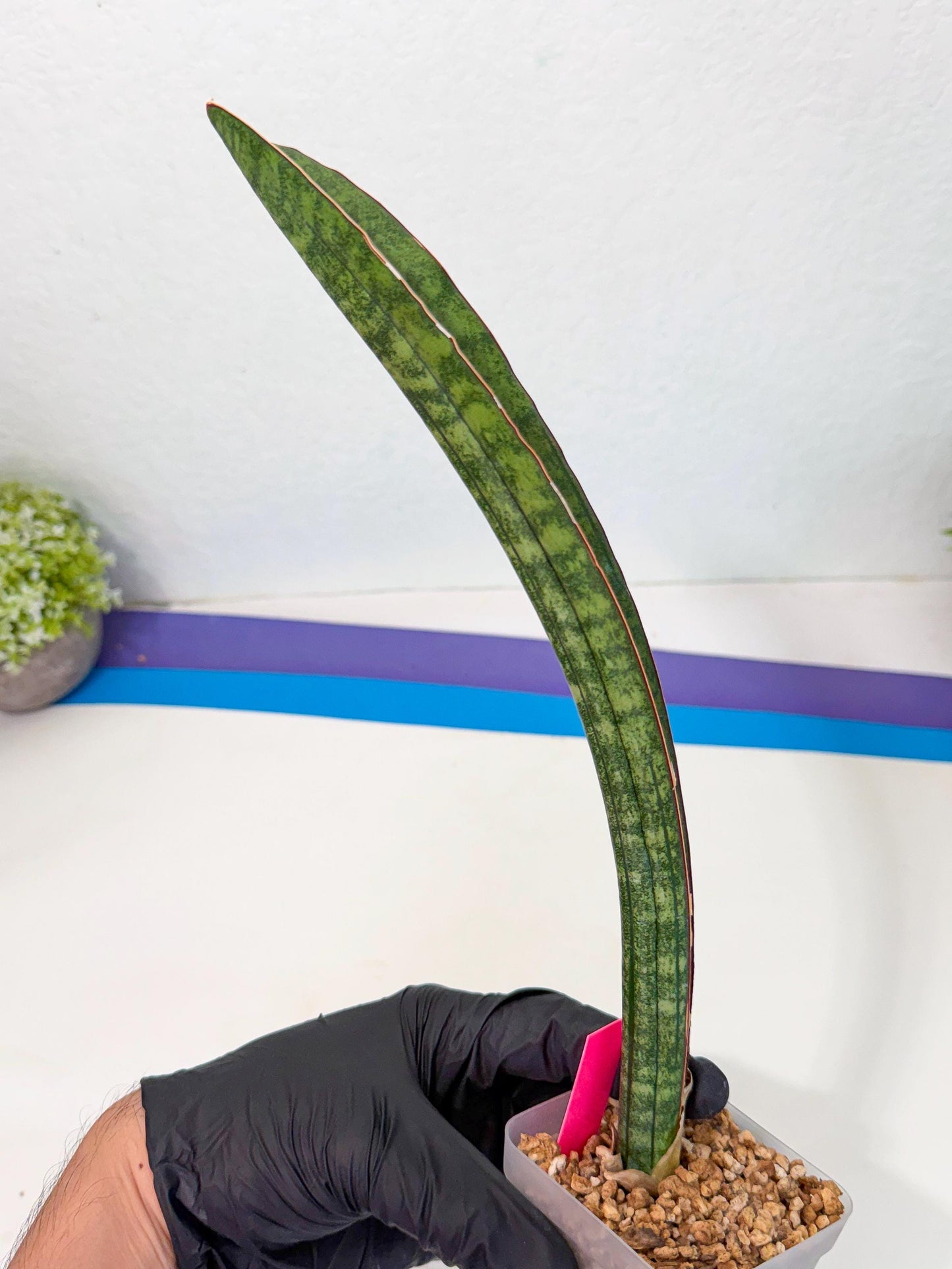 Sansevieria sinus-simiorum CG09 (p) | Imported Plant
