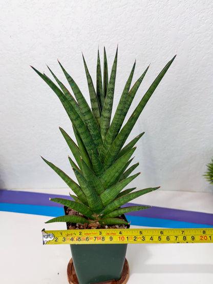 Sansevieria Rock Man (XL1) (b) | Rare Hybrids
