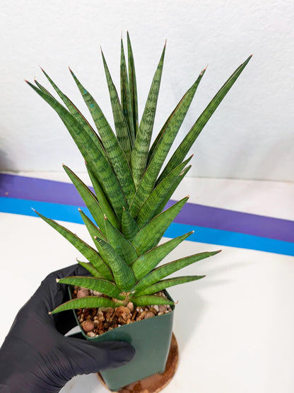 Sansevieria Rock Man (XL1) (b) | Rare Hybrids