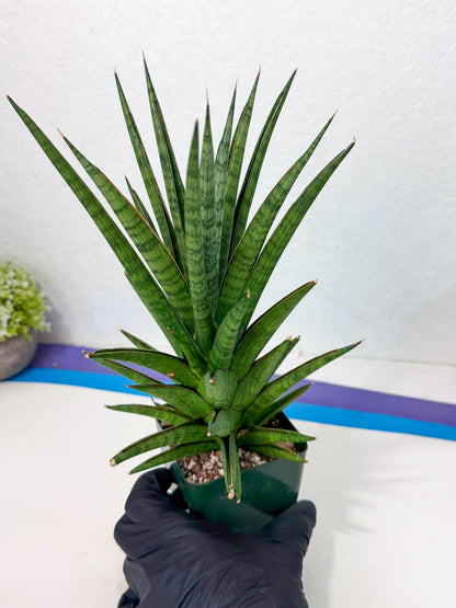 Sansevieria Rock Man (XL1) (b) | Rare Hybrids
