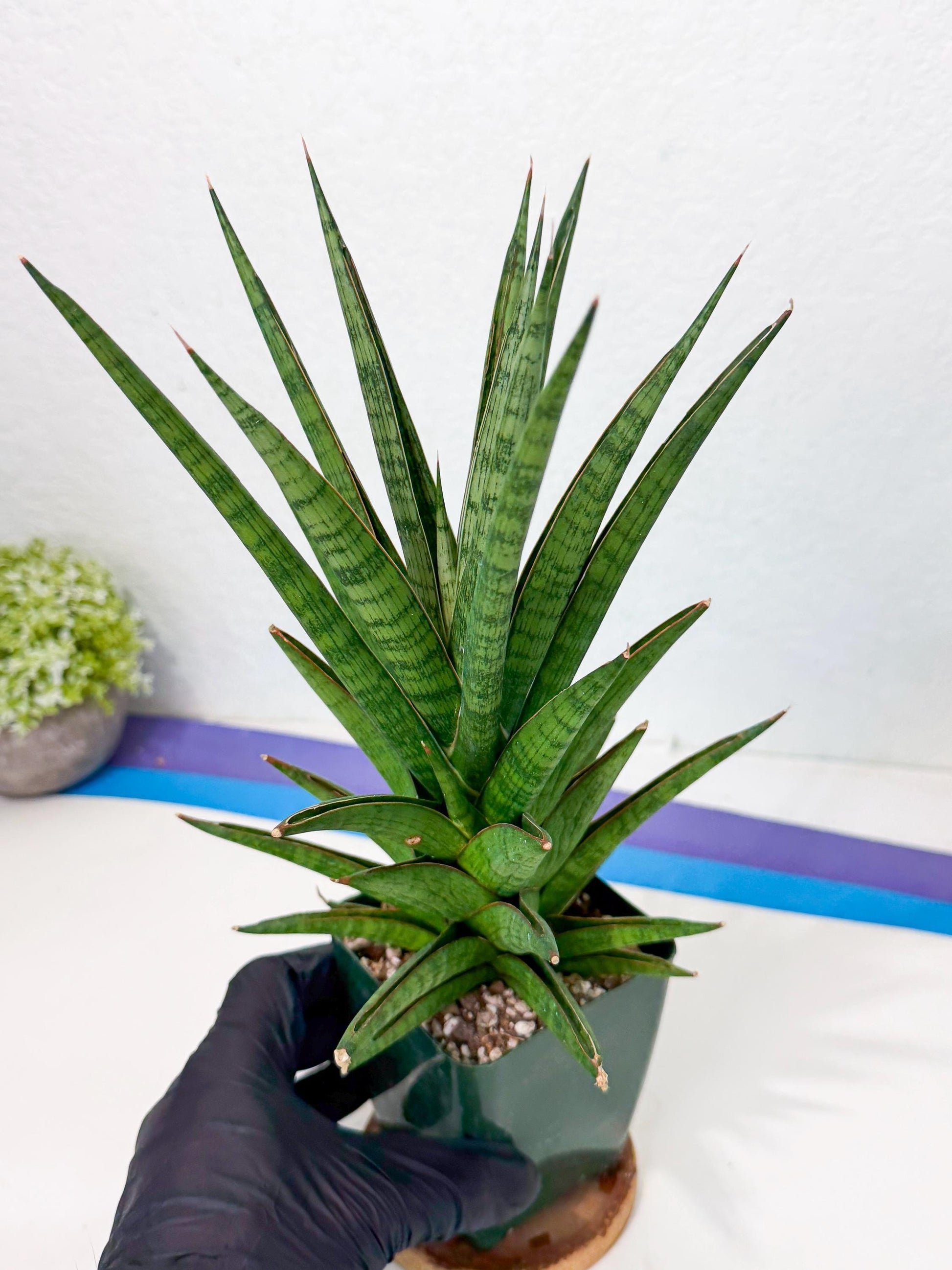 Sansevieria Rock Man (XL1) (b) | Rare Hybrids