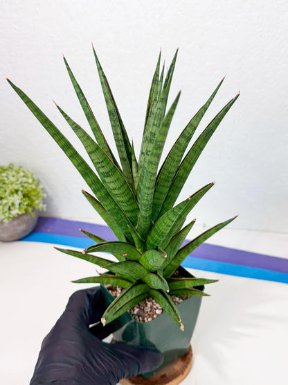 Sansevieria Rock Man (XL1) (b) | Rare Hybrids