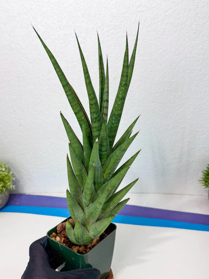 Sansevieria Rock Man (XL1) (p) | Rare Hybrids