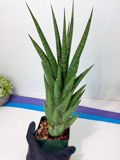 Sansevieria Rock Man (XL1) (p) | Rare Hybrids