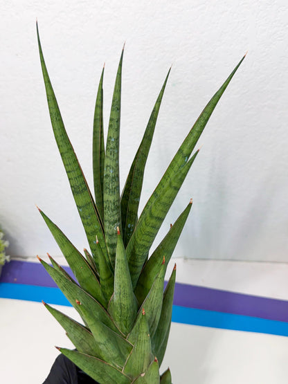 Sansevieria Rock Man (XL1) (p) | Rare Hybrids