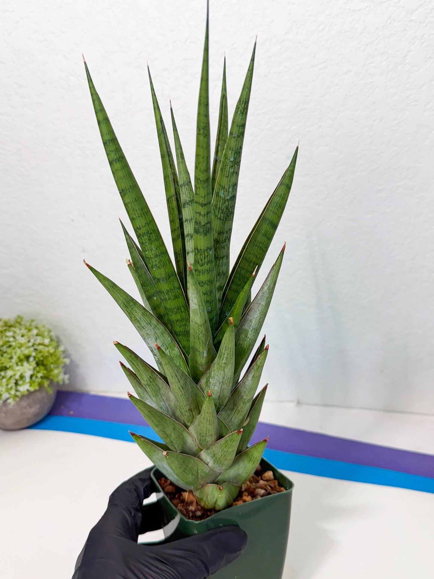Sansevieria Rock Man (XL1) (p) | Rare Hybrids
