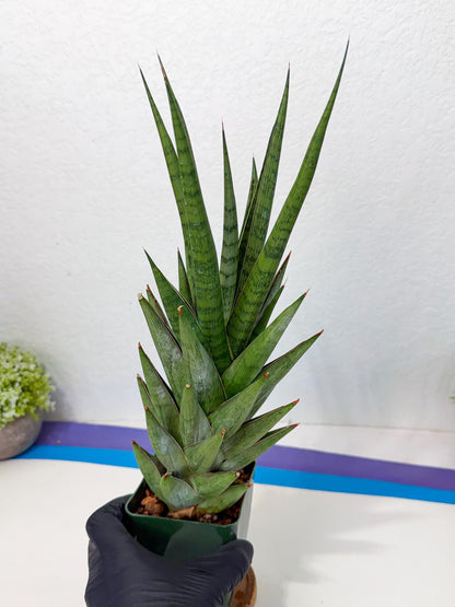 Sansevieria Rock Man (XL1) (p) | Rare Hybrids