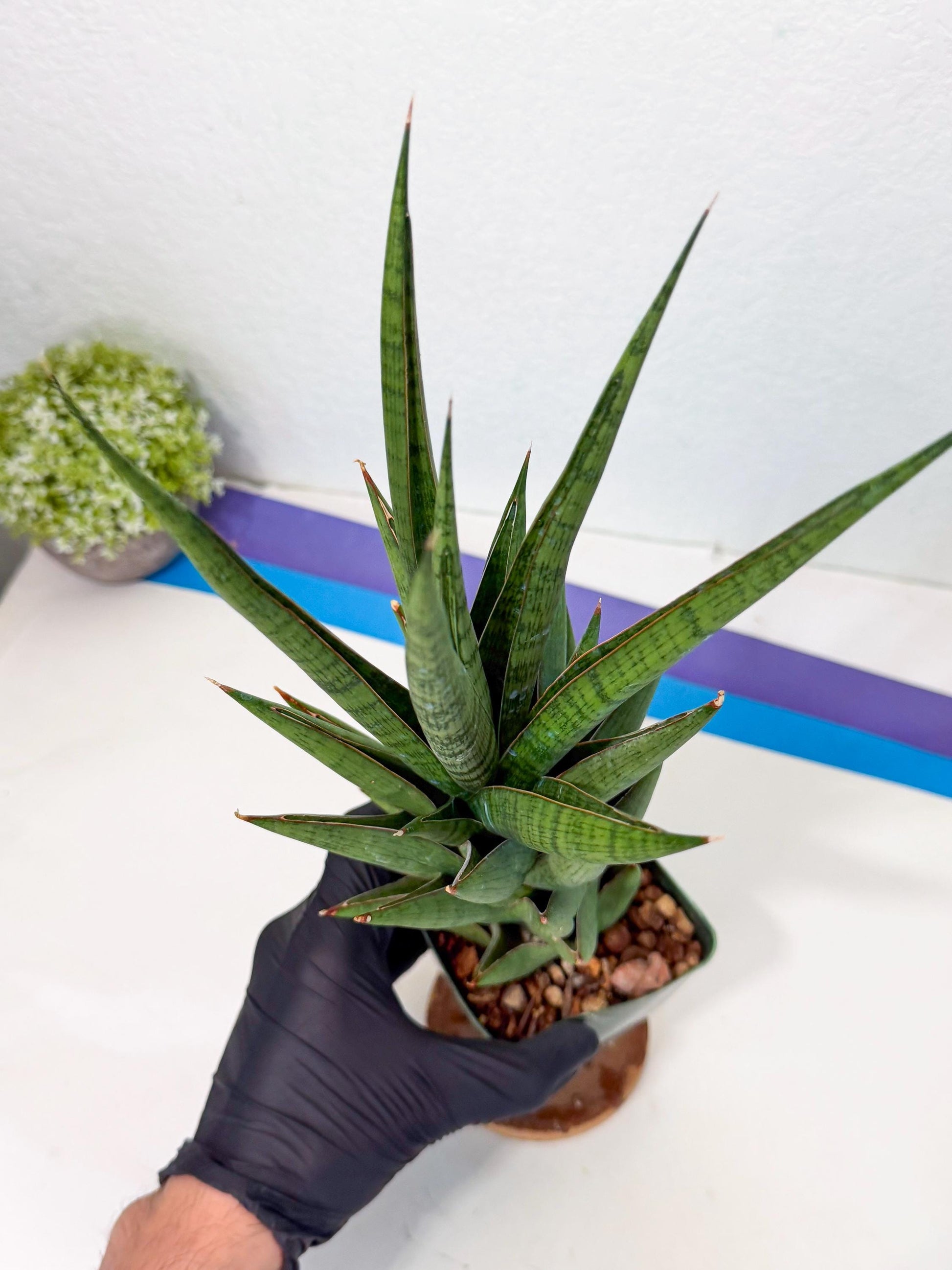 Sansevieria Rock Man (XL1) (p) | Rare Hybrids