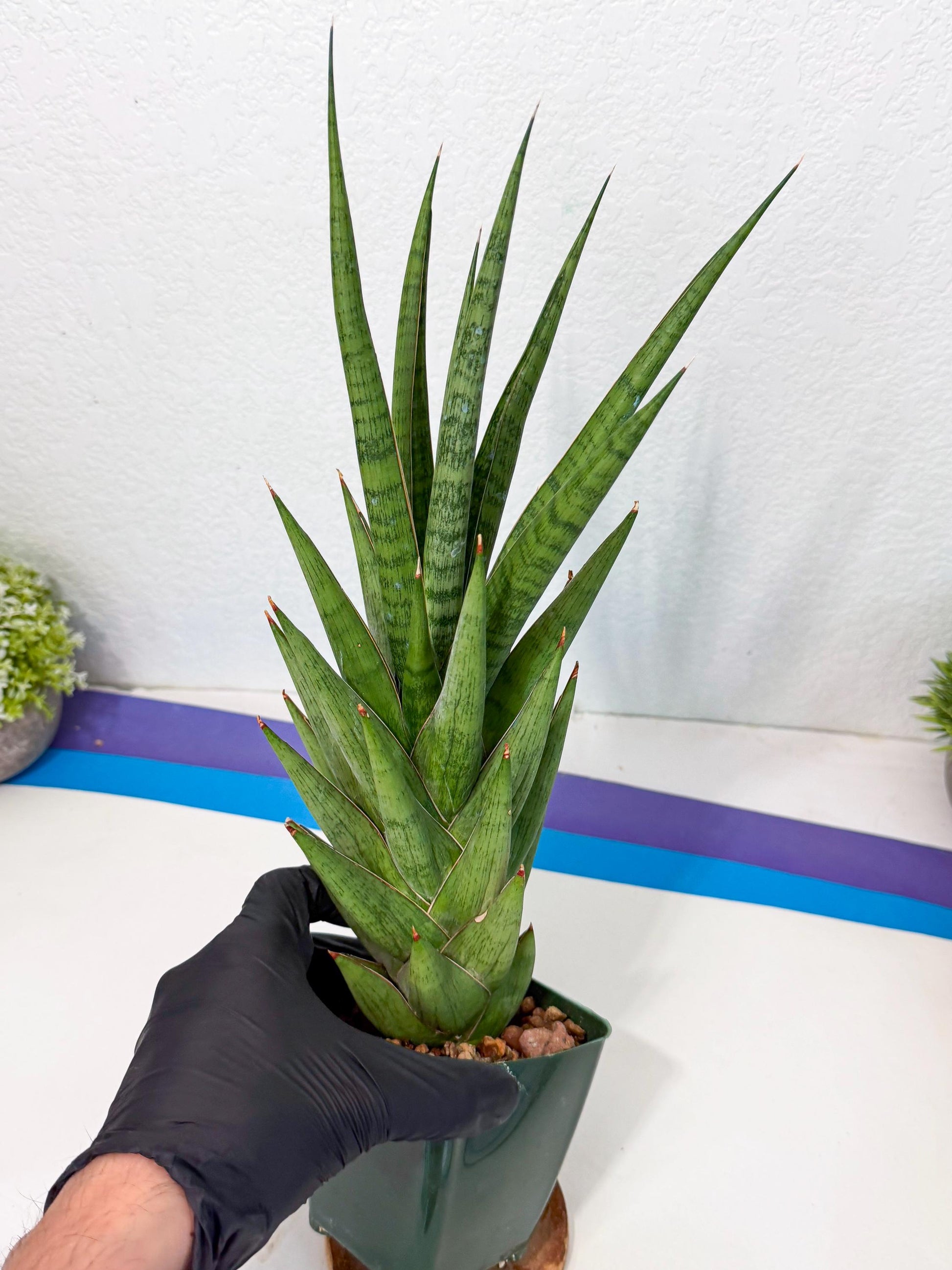 Sansevieria Rock Man (XL1) (p) | Rare Hybrids
