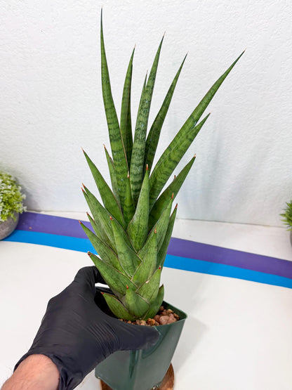 Sansevieria Rock Man (XL1) (p) | Rare Hybrids