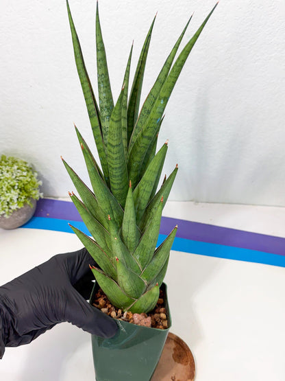 Sansevieria Rock Man (XL1) (p) | Rare Hybrids