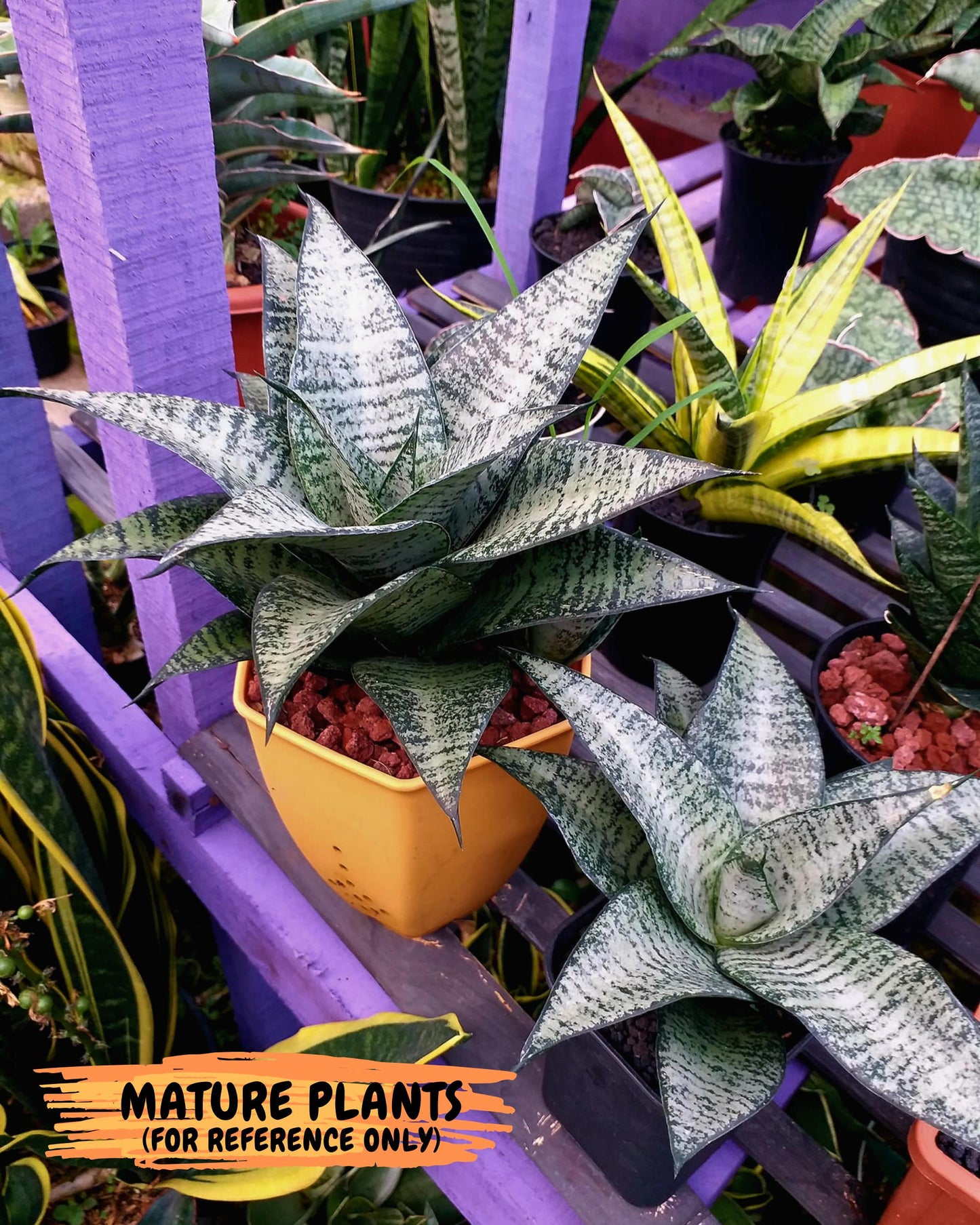 Sansevieria Mayang (Ha4) (5) | Rare Hybrid