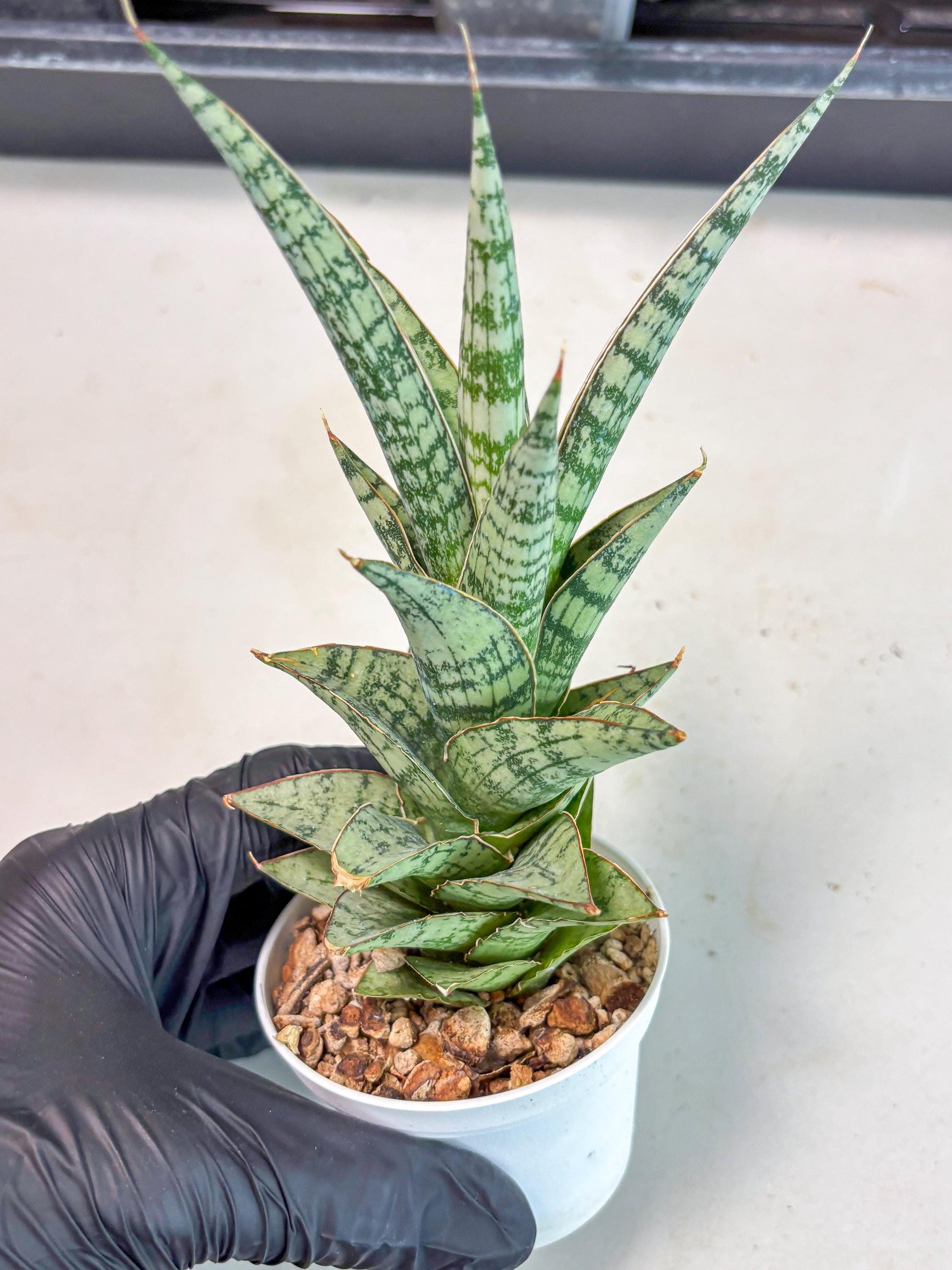Sansevieria Riyad x spyder (Ha3) (8) | Rare Hybrid Species