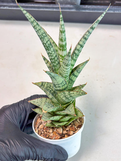 Sansevieria Riyad x spyder (Ha3) (8) | Rare Hybrid Species